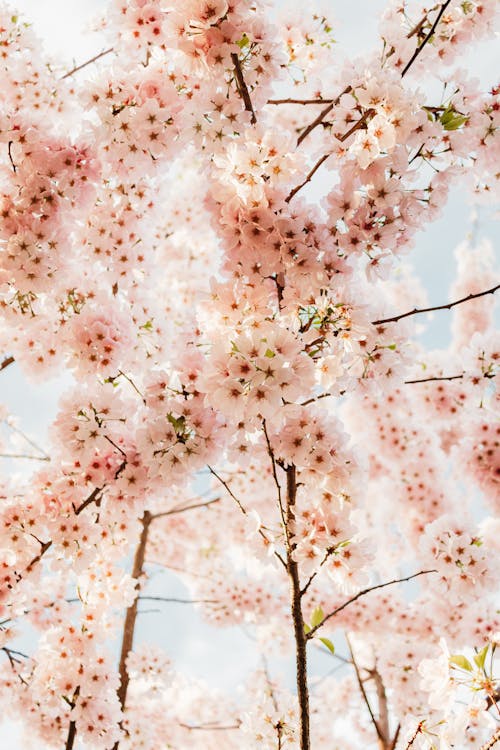 Foto profissional grátis de abundância, cereja, cor-de-rosa