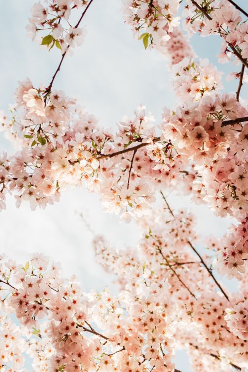 Free A serene view of pink cherry blossoms reaching towards a clear blue sky, symbolizing spring renewal. Stock Photo