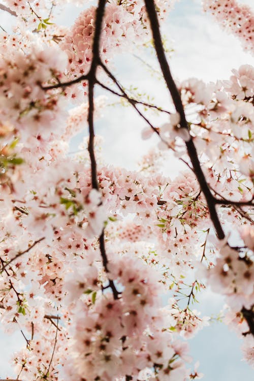 คลังภาพถ่ายฟรี ของ กำลังบาน, กิ่งไม้, ดอกไม้สีชมพู