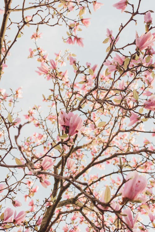Foto profissional grátis de floração, flores cor-de-rosa, galhos de árvore