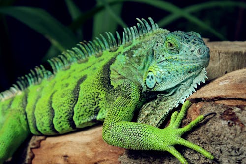 Foto d'estoc gratuïta de animal, iguana, llangardaix