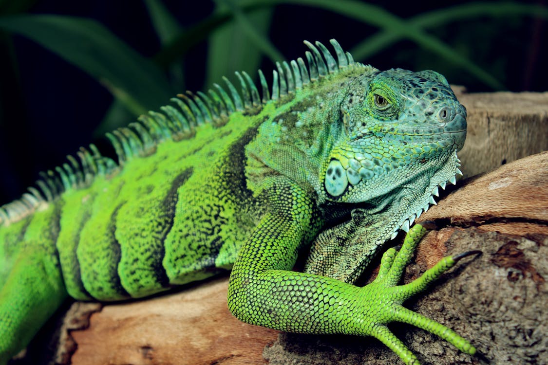 Gratis arkivbilde med dyr, grønn, iguana Arkivbilde