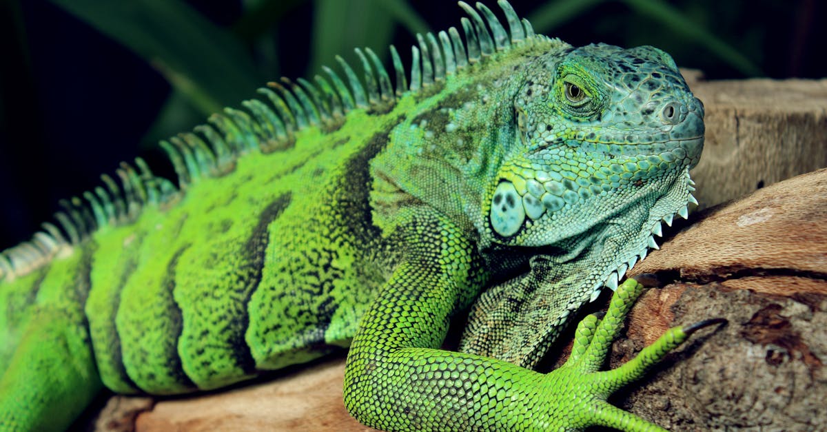 Free stock photo of animal, green, iguana