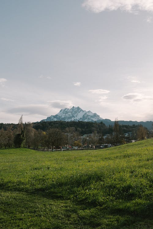 Foto profissional grátis de área, árvores, campina