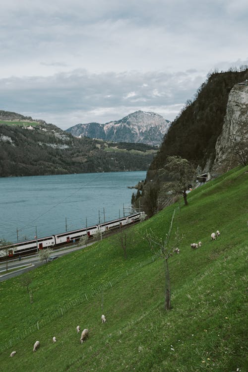 Sheep grazing on grass near a lake and train tracks