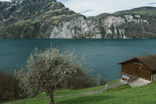 Tree and Wooden Barn by Lake Lucerne in Switzerland