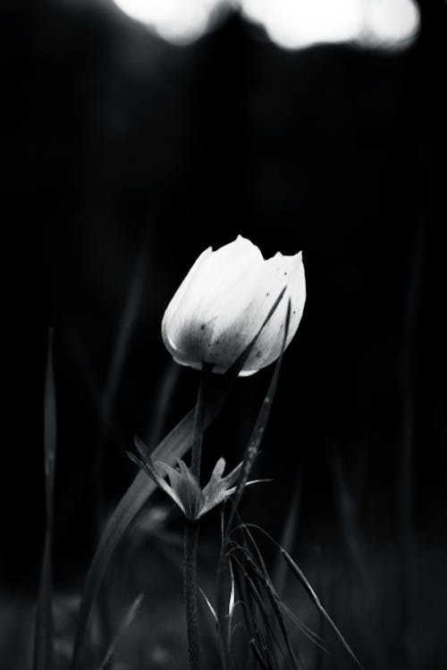 bahçe lale, beyaz, beyaz ve siyah içeren Ücretsiz stok fotoğraf