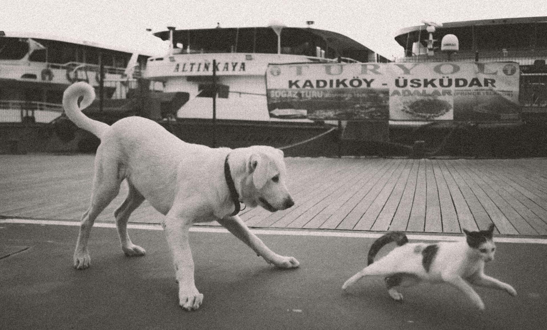 Dog Chasing Cat in Istanbul