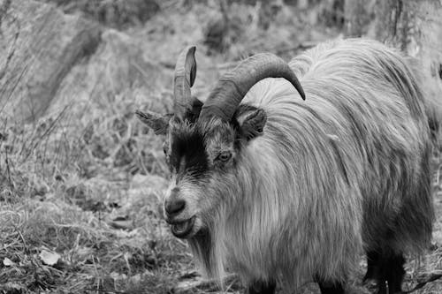 Darmowe zdjęcie z galerii z czarno-biały, fotografia zwierzęcia, koza