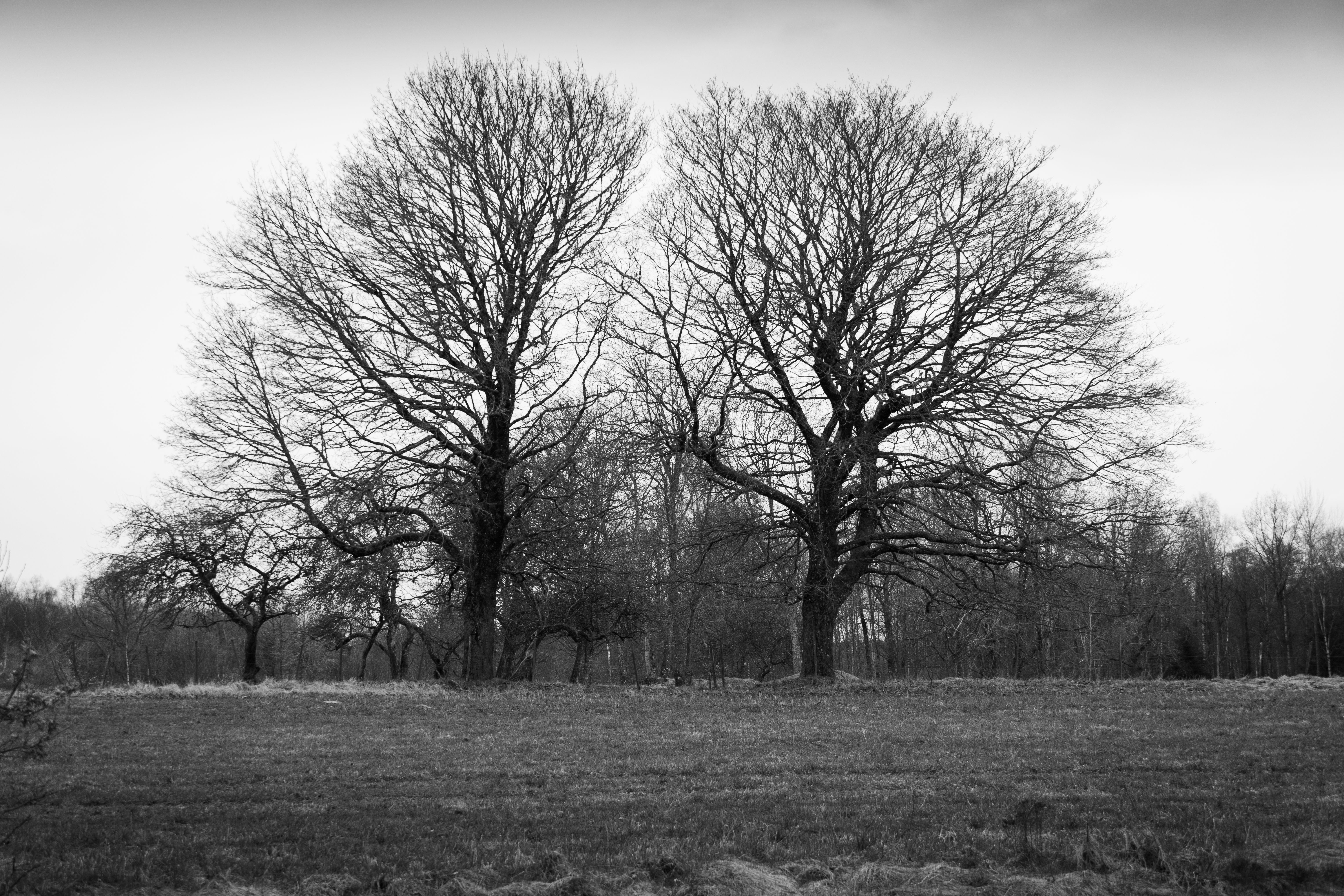 Bare Trees in Countryside · Free Stock Photo