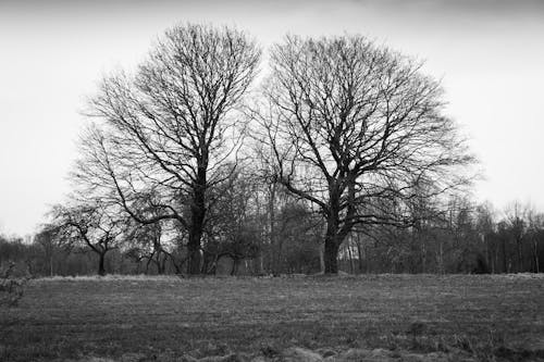 Foto stok gratis alam, bidang, hitam & putih