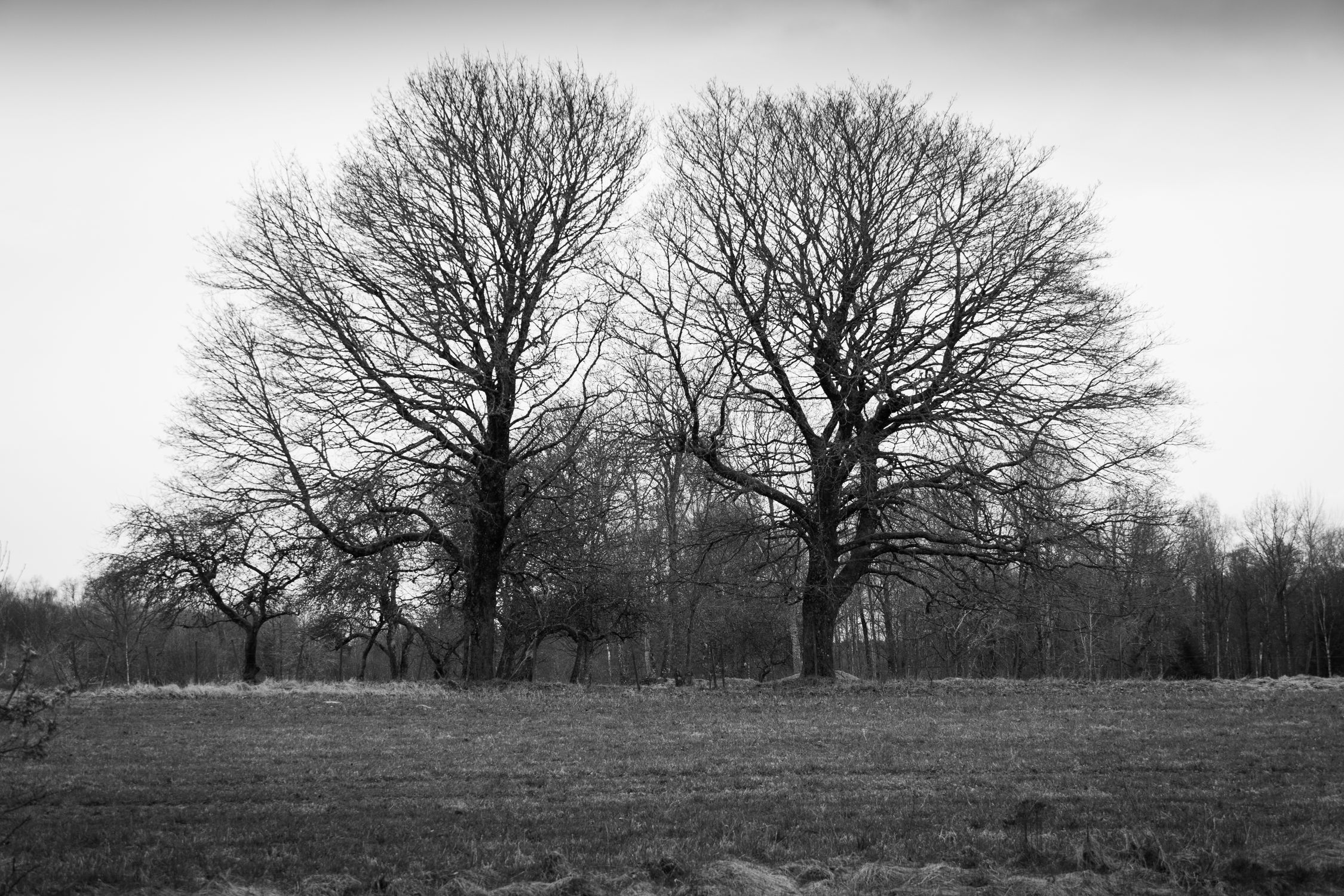 Bare Trees in Countryside · Free Stock Photo