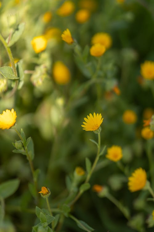 Gratis lagerfoto af blomster, eng, gul