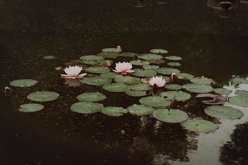 water lilies in the lake