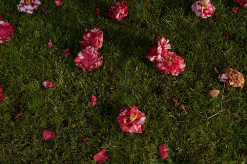 flowers in the grass