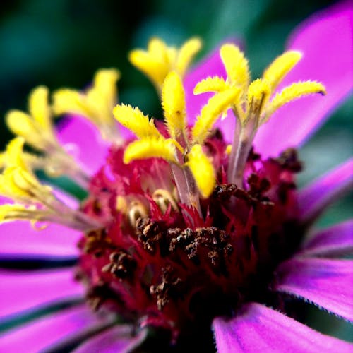 Foto profissional grátis de flor, macro