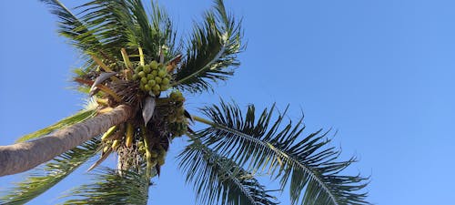 Free stock photo of coconut, coconut tree, nature