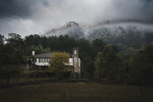 Foto d'estoc gratuïta de arbres, boira, bosc