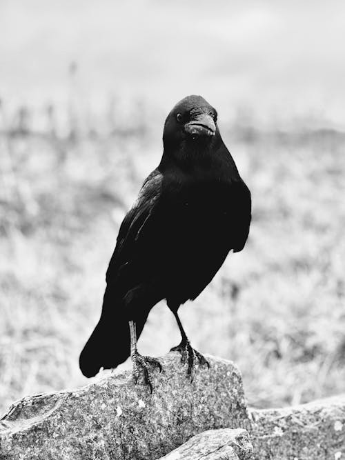 A black and white photo of a crow sitting on a rock