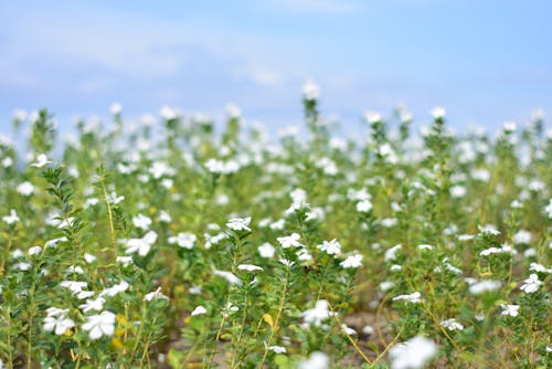 alan, arazi, Beyaz çiçekler içeren Ücretsiz stok fotoğraf