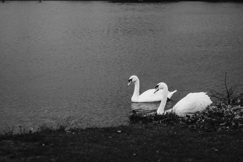 Two swans sitting on the edge of a lake