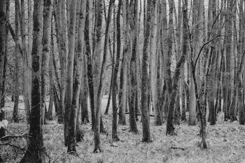 Fotobanka s bezplatnými fotkami na tému čiernobiely, čierny a biely, hustý les