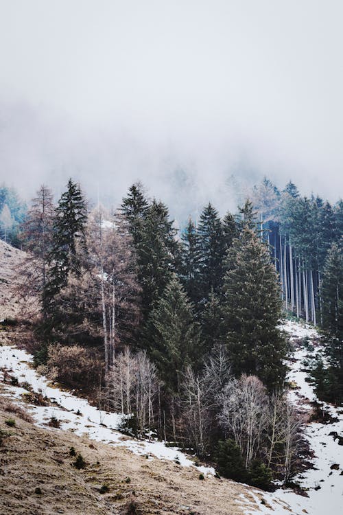 Free Green Pine Trees Under White Sky Stock Photo