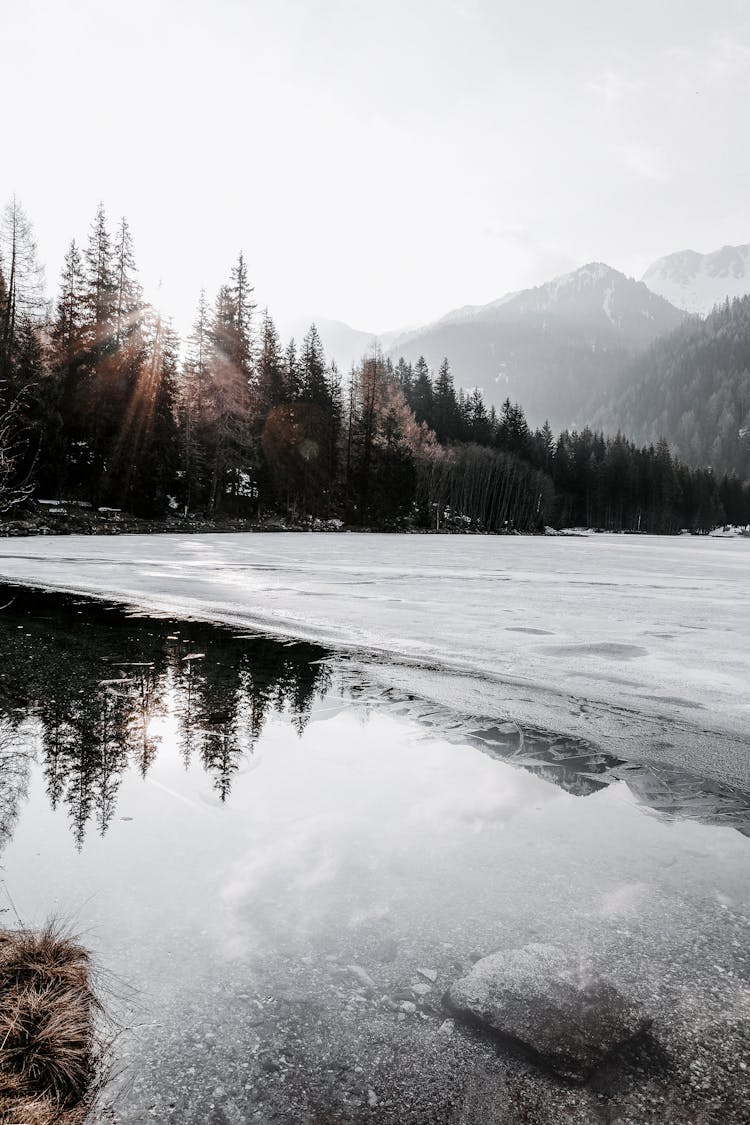 Green Pine Trees Beside Body Of Water