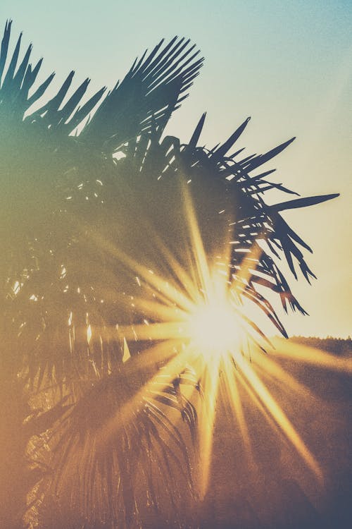 黃金時段的棕櫚樹照片