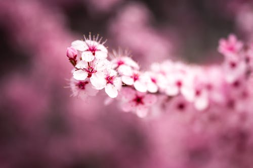 A close up of a pink flower with blurry background