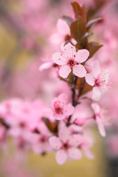 A close up of a pink cherry blossom tree