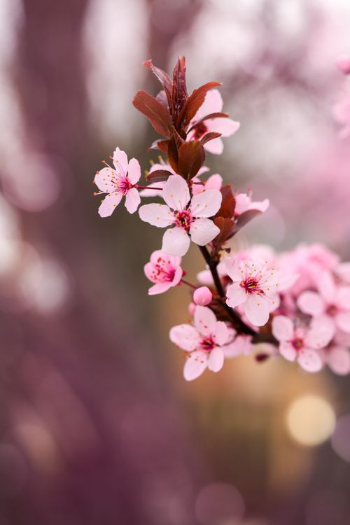 Free Close-up of beautiful pink cherry blossoms on a branch in spring, capturing the essence of renewal. Stock Photo