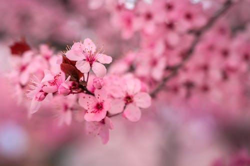 Δωρεάν στοκ φωτογραφιών με sakura, ανάπτυξη, άνθηση