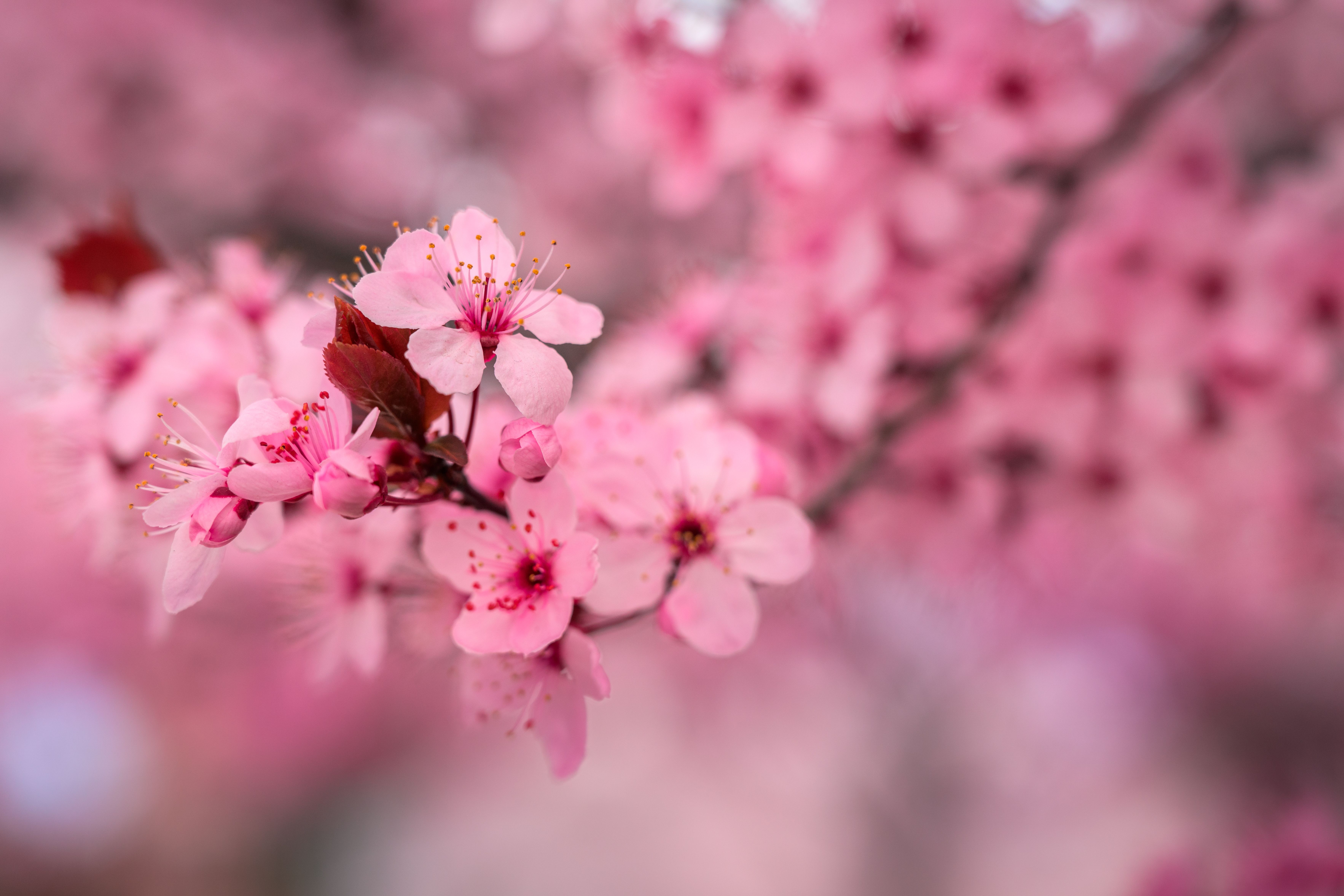 Close-up of Bright Pink Cherry Blossom · Free Stock Photo