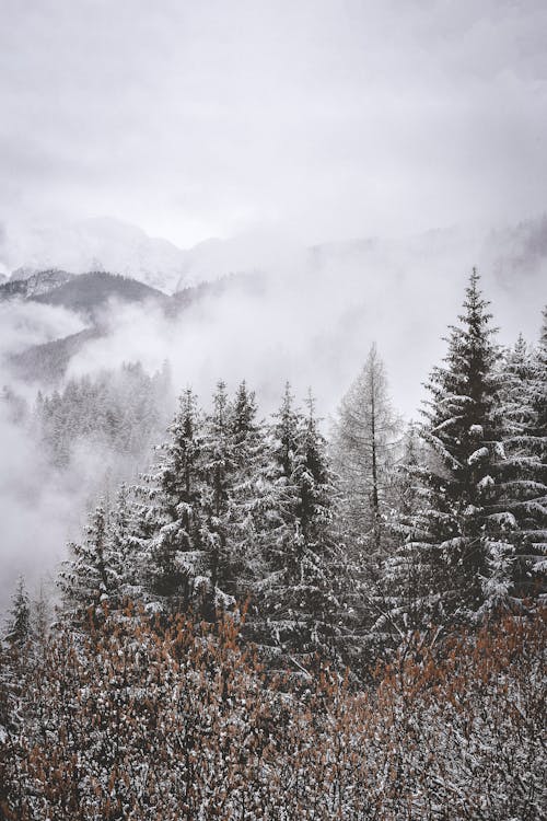 Luftaufnahme Von Schneebedeckten Bäumen In Den Bergen