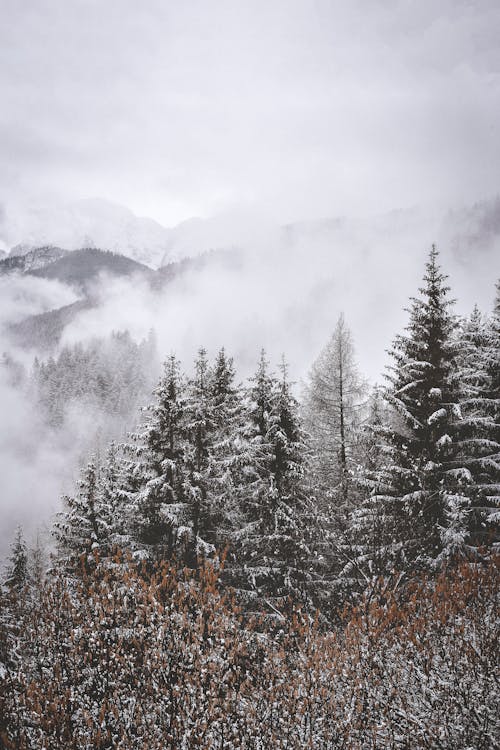 山上積雪的樹木的航拍