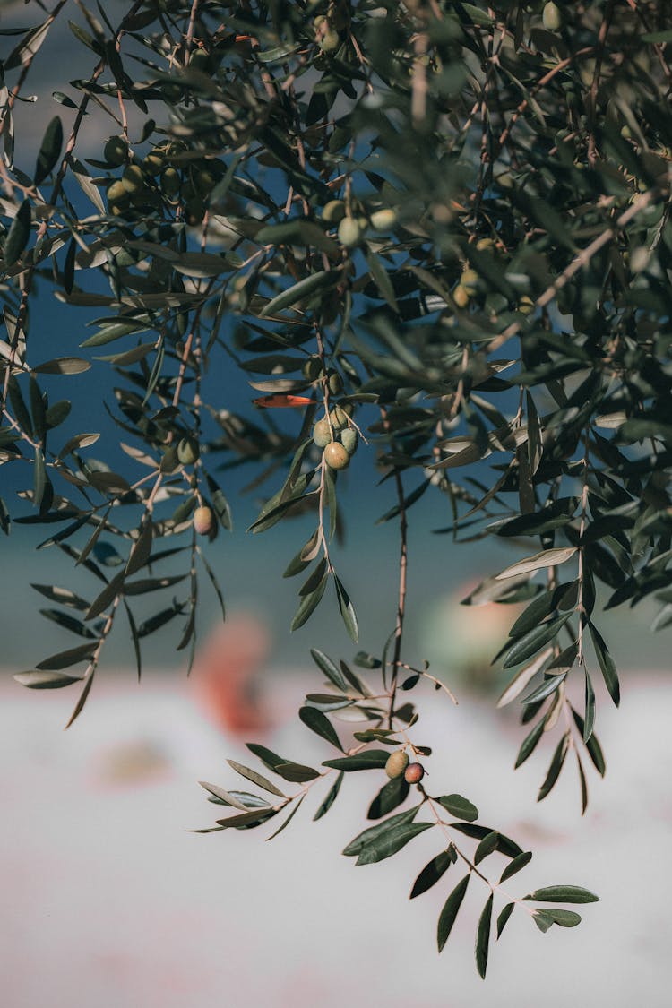 Selective Focus Photography Of Round Green Fruits Hanging From Tree