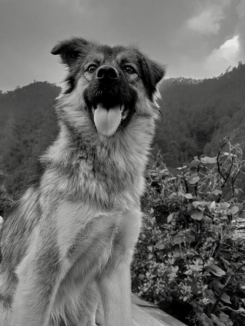 Free Himalayan dog Stock Photo