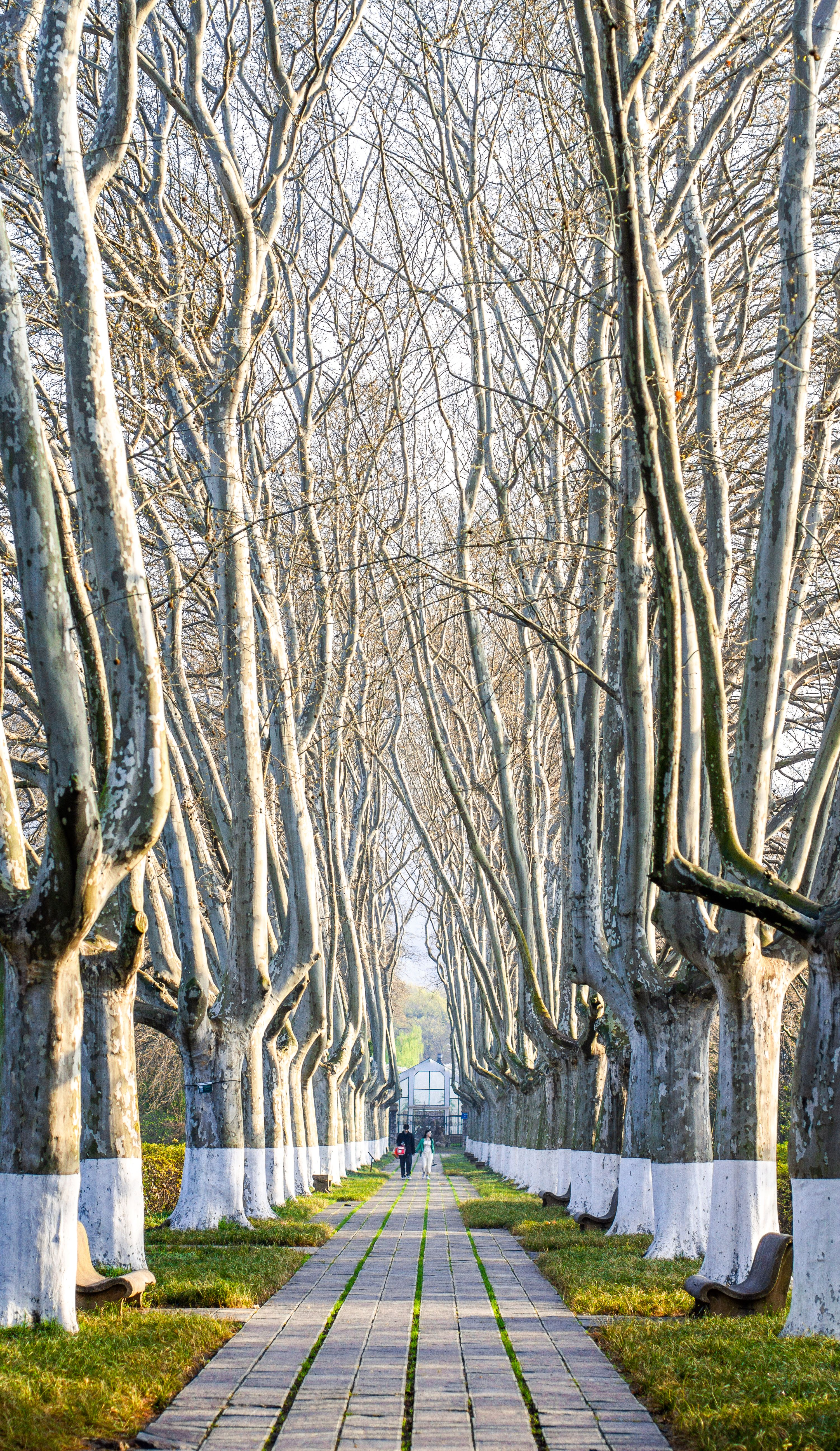 On a spring morning, a pair of lovers walked through an avenue of tall ...