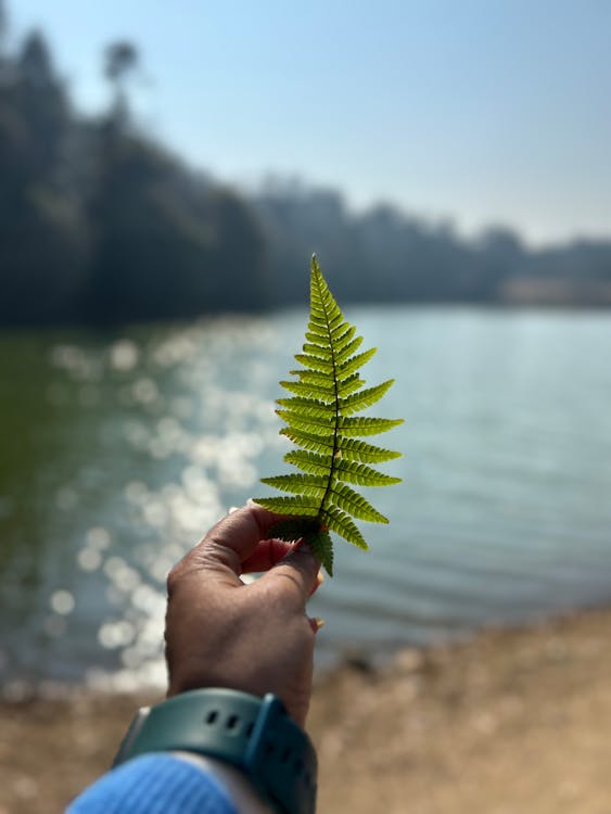 Fotobanka s bezplatnými fotkami na tému jazero, list, papraď