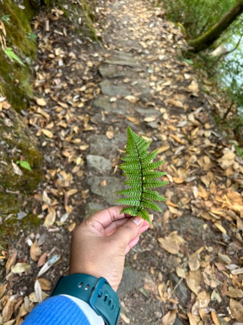 Free A person holding a fern leaf on a trail Stock Photo