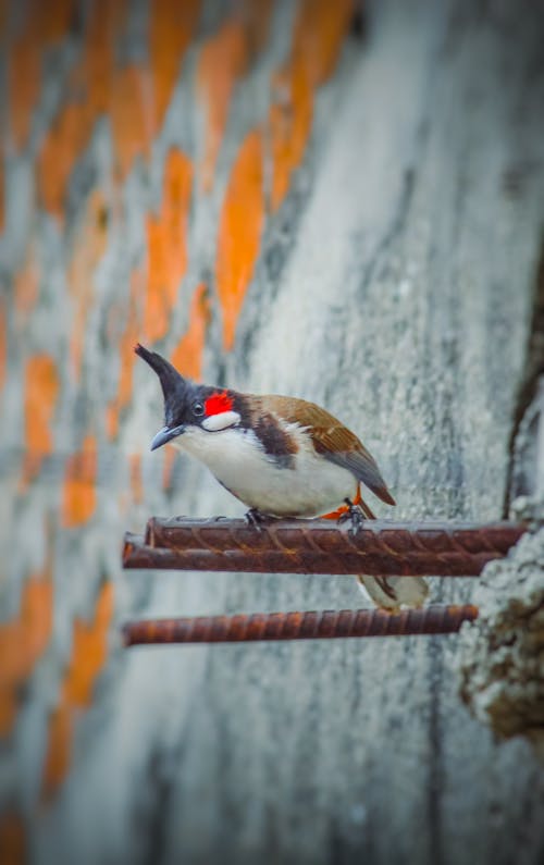 Darmowe zdjęcie z galerii z bulbul, Czerwono-Wąsaty Bulbul, kolorowy