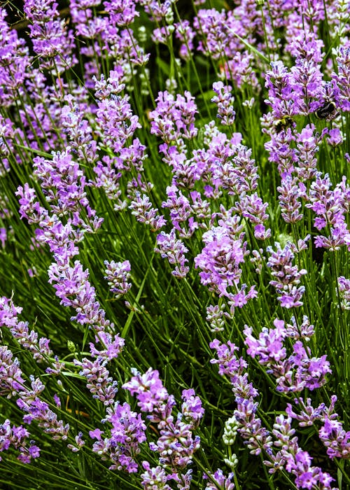 Foto stok gratis berwarna merah muda, bunga, bunga lavender