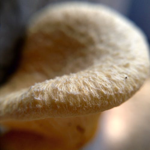 Foto profissional grátis de cogumelo, macro, planta