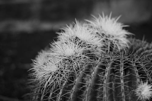 Black and white photograph of a cactus