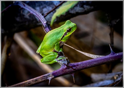 Kostenloses Stock Foto zu amphibie, frosch, natur