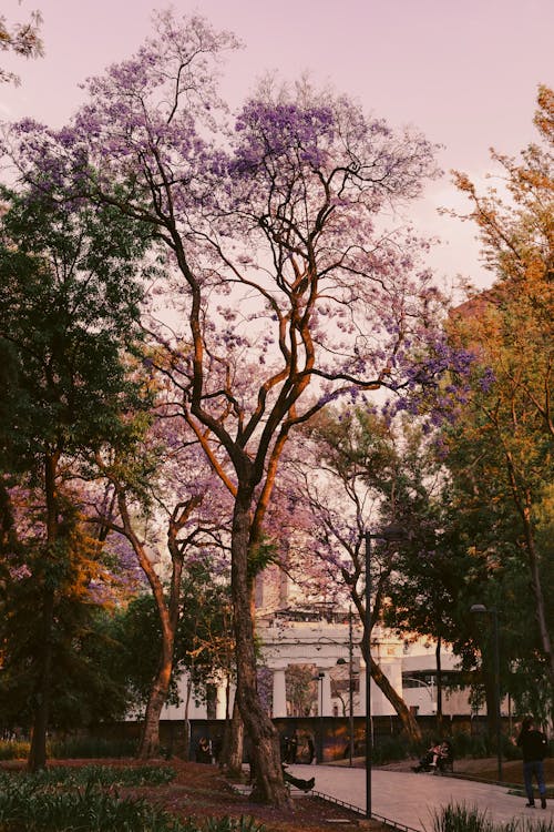 Immagine gratuita di alba, albero, architettura