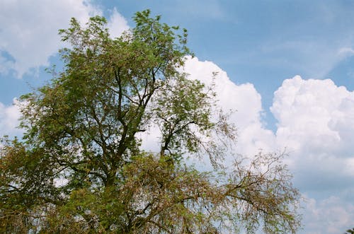 Free stock photo of blue, blue sky, bright