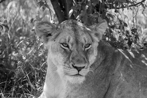 Free Lion in Wilderness Stock Photo