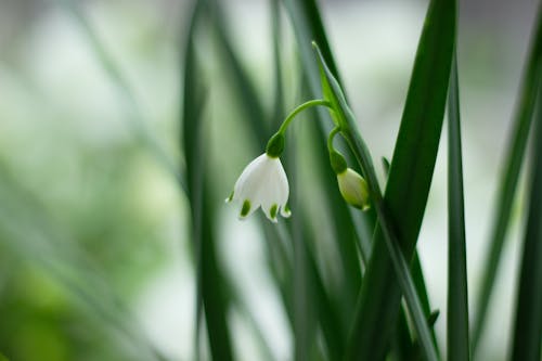 A close up of a snowdrop flower